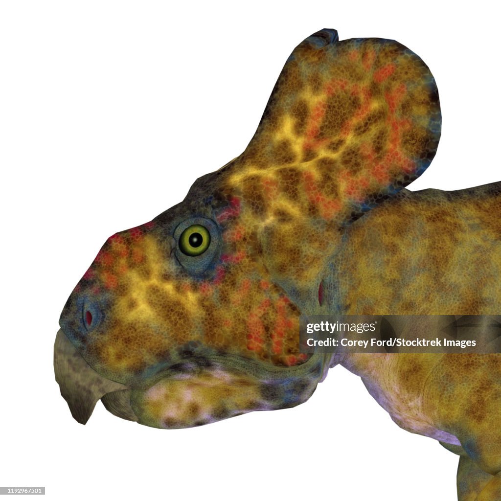 Protoceratops male dinosaur head.