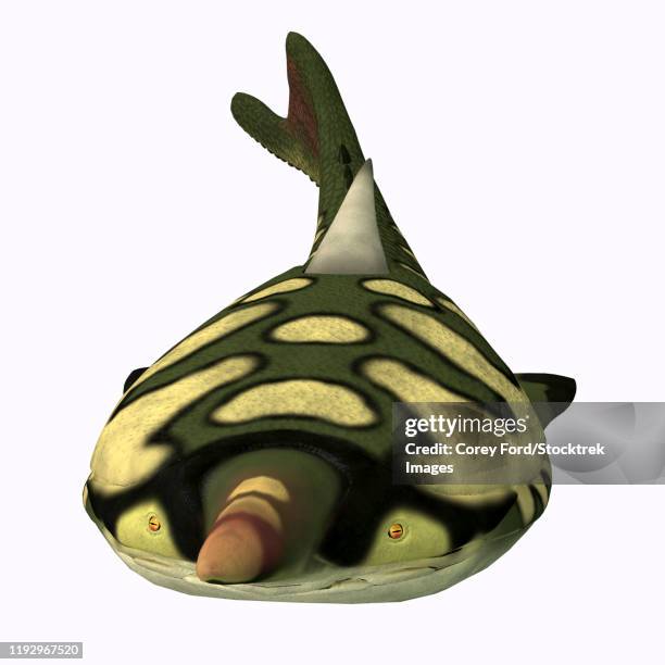 Illustrations, cliparts, dessins animés et icônes de Fish Front View ...
