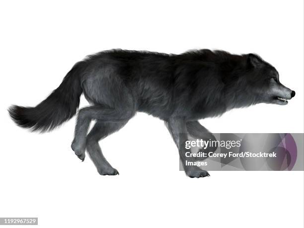 dire wolf, side profile. - holozän stock-grafiken, -clipart, -cartoons und -symbole