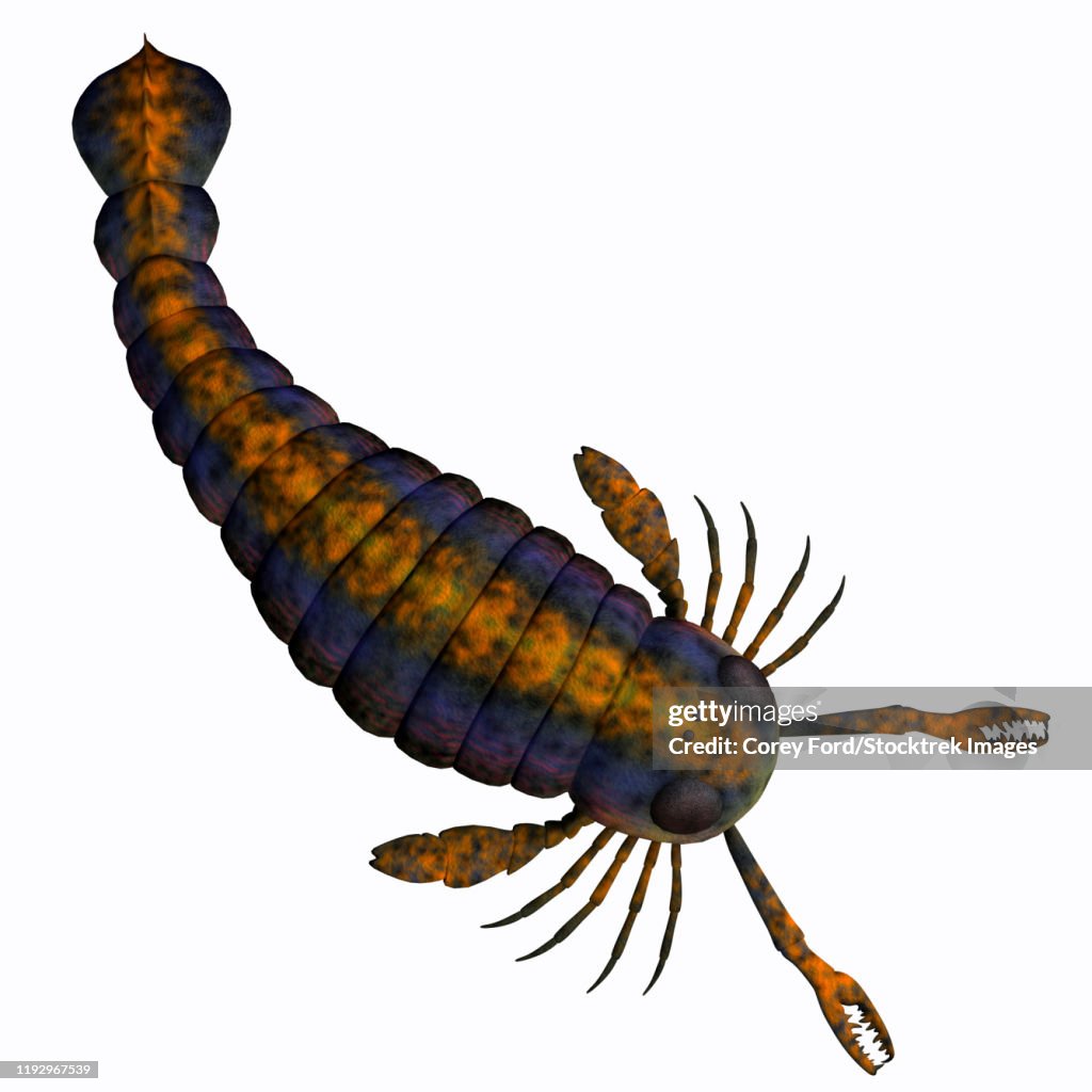Pterygotus scorpion.
