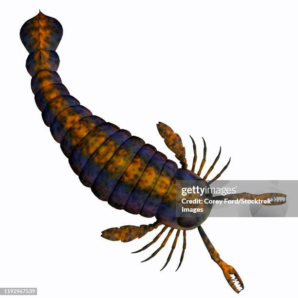 pterygotus scorpion. - pterygotus stock illustrations