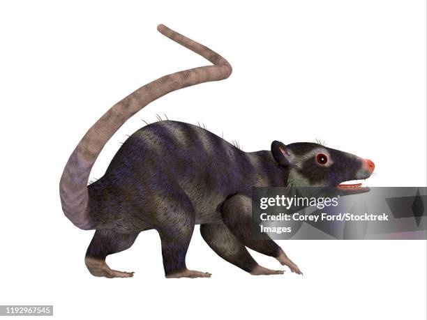 purgatorius primate, side profile. - kreidezeit stock-grafiken, -clipart, -cartoons und -symbole