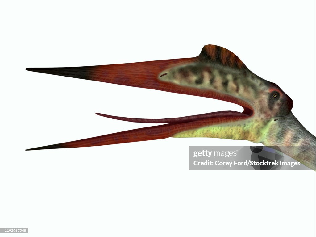 Quetzalcoatlus reptile head.