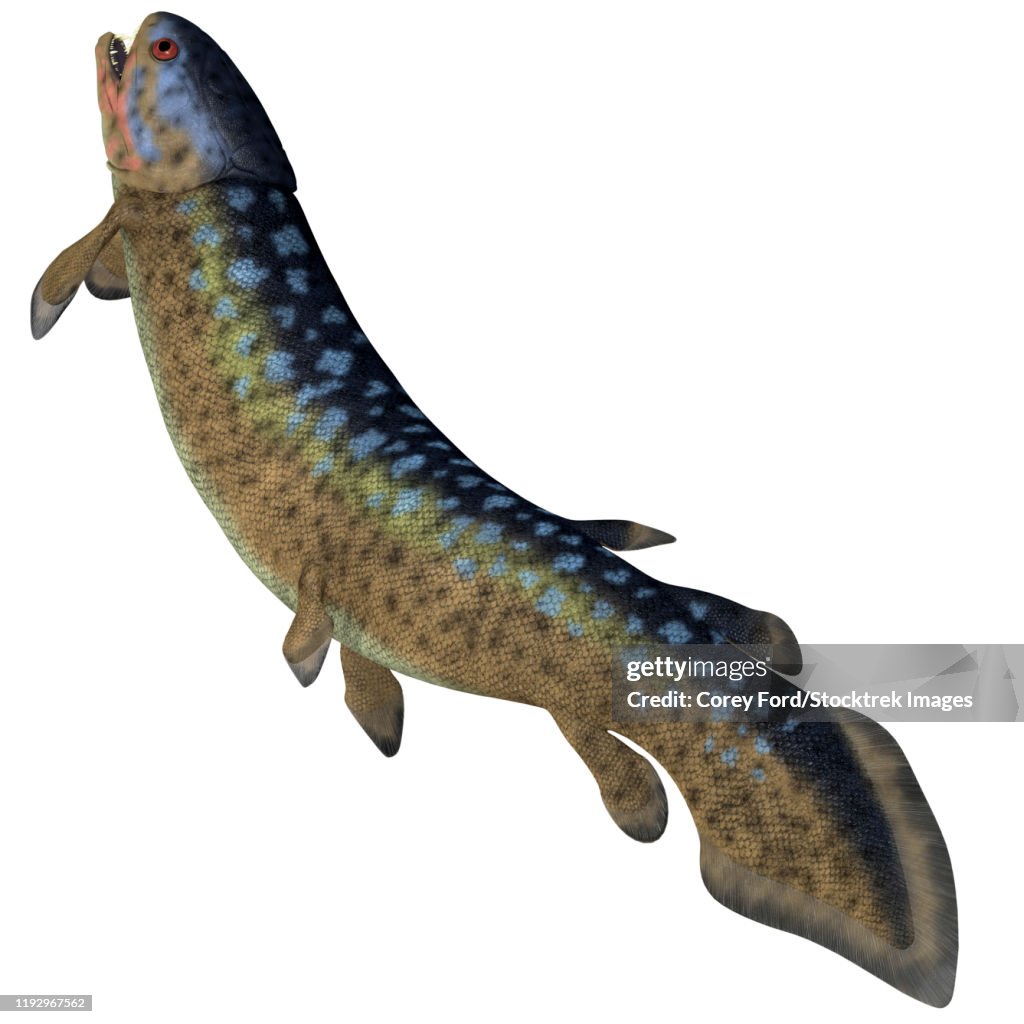 Rhizodus fish, white background.