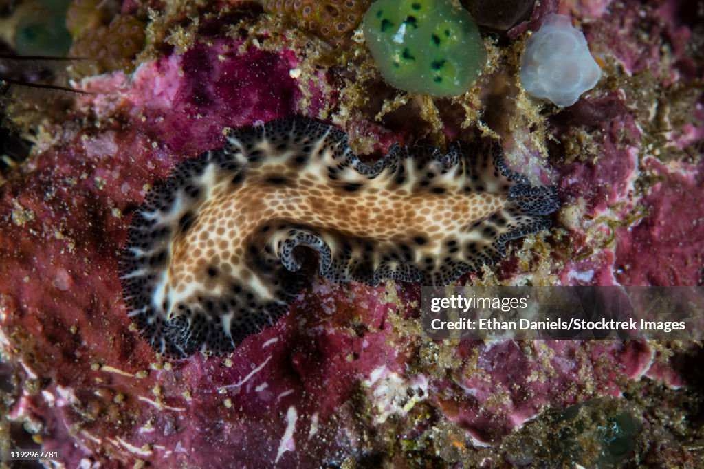 A Maritigrella fuscopunctata flatworm crawls on coralline algae.