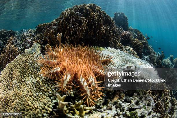 a crown-of-thorns sea star feeds on a living coral colony in raja ampat, indonesia. - acanthasteridae stock pictures, royalty-free photos & images