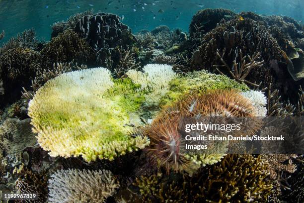 a crown-of-thorns sea star feeds on a living coral colony in raja ampat, indonesia. - acanthasteridae stock pictures, royalty-free photos & images