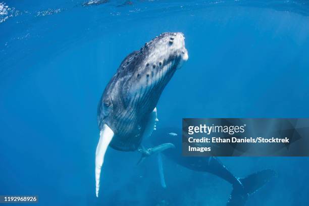 mother and calf humpback whales in the caribbean sea. - baleen whale stock pictures, royalty-free photos & images