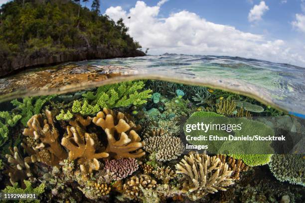 a healthy and colorful coral reef, raja ampat, indonesia. - raja ampat islands 個照片及圖片檔