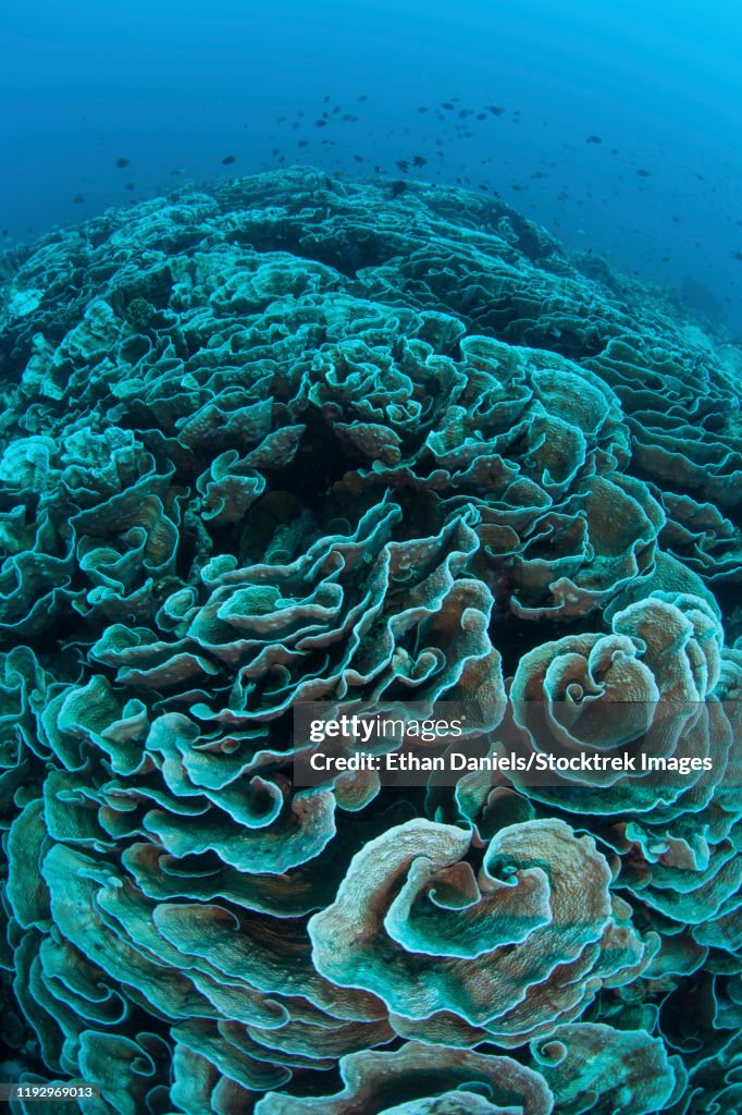 Bleached corals on a reef off the coast of Sulawesi in Indonesia.