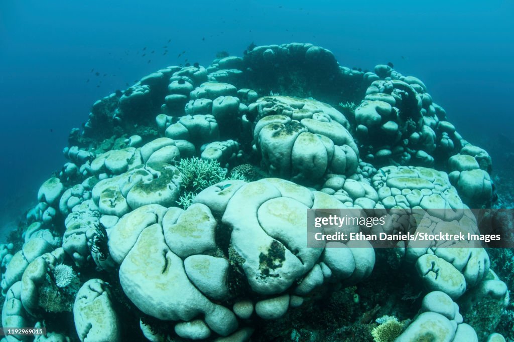 Bleached corals on a reef off the coast of Sulawesi in Indonesia.