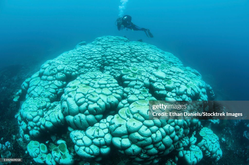 Bleached corals on a reef off the coast of Sulawesi in Indonesia.