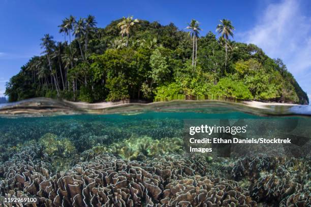 a beautiful coral reef thrives around an island in a remote part of raja ampat, indonesia. - triángulo de coral fotografías e imágenes de stock