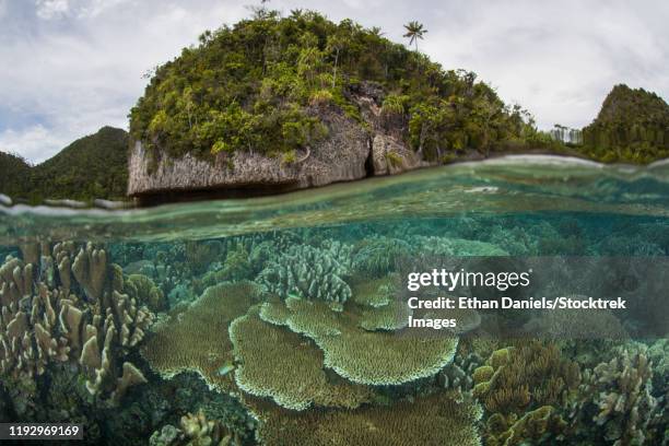 a beautiful coral reef thrives around an island in a remote part of raja ampat, indonesia. - triángulo de coral fotografías e imágenes de stock