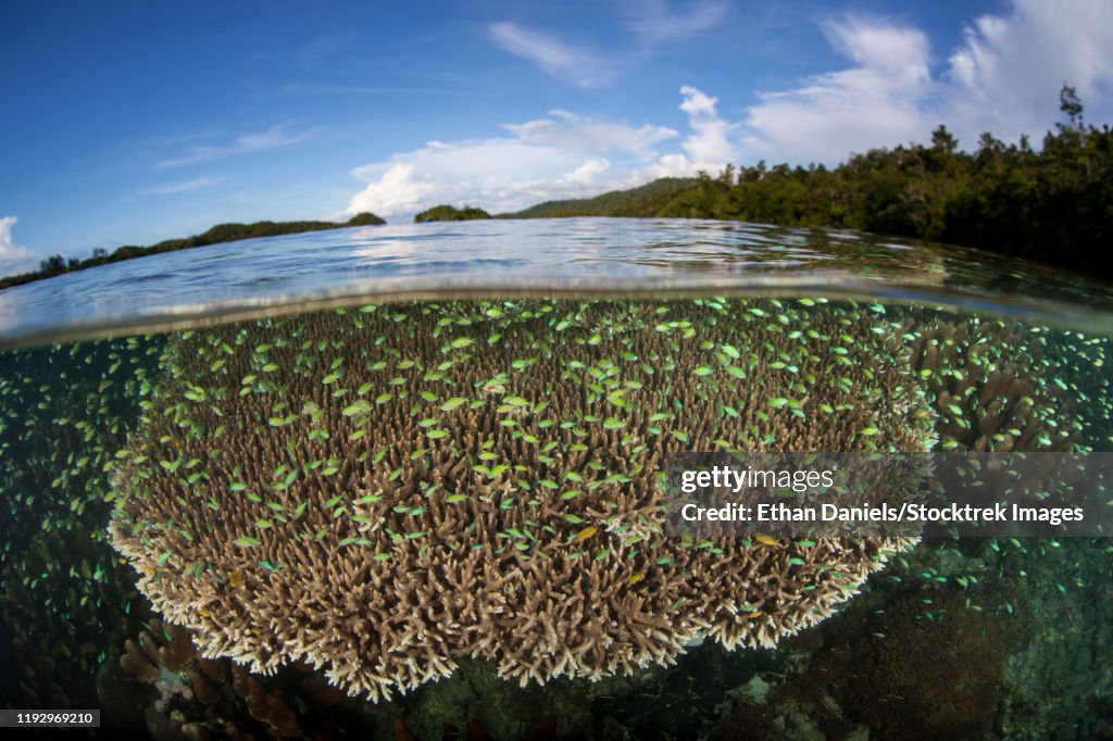 A school of blue-green damselfish swimming above table coral, Raja Ampat, Indonesia.