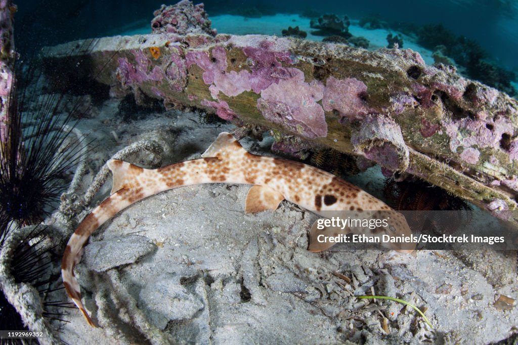 A walking epaulette shark, Hemiscyllium freycineti, crawls across the seafloor.