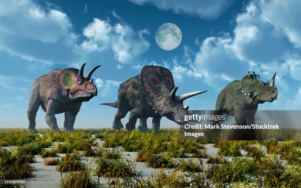 A Triceratops, Torosaurus and Centrosaurus dinosaur.