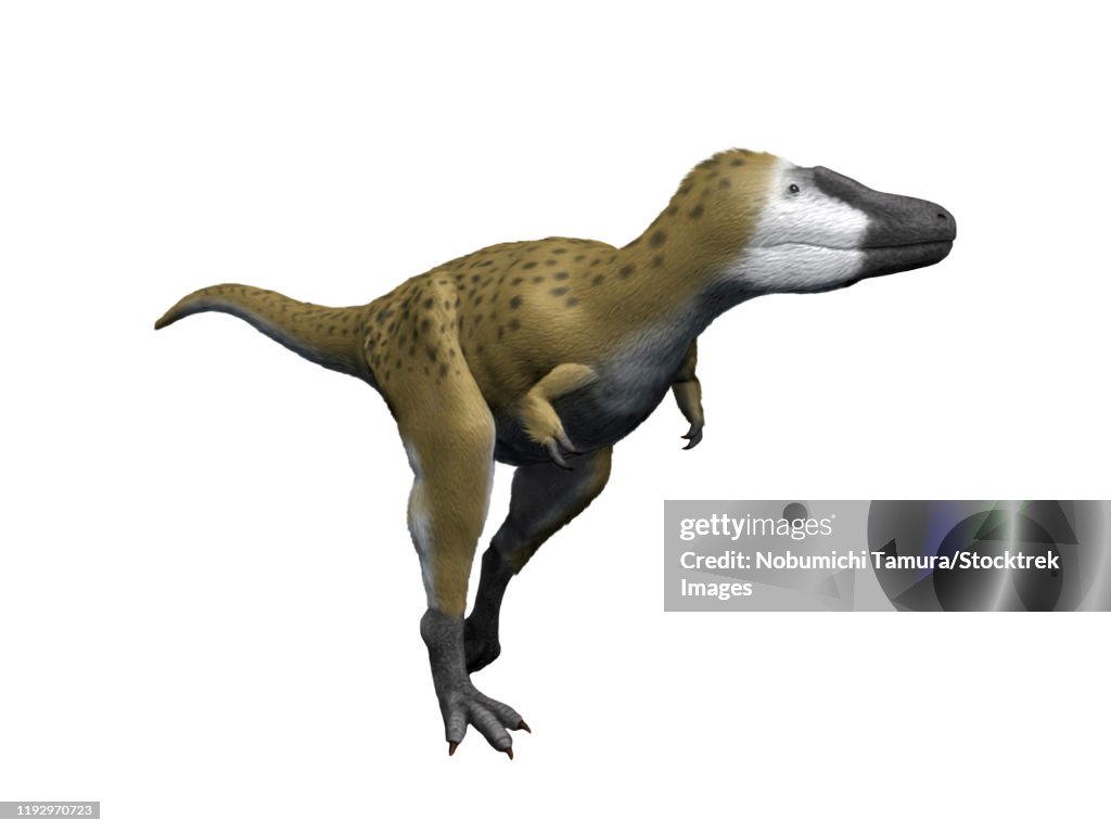 Nanotyrannus lancensis dinosaur, white background.
