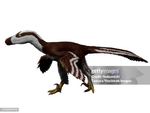 acheroraptor temertyorum, white background. - dromaeosauridae点のイラスト素材／クリップアート素材／マンガ素材／アイコン素材