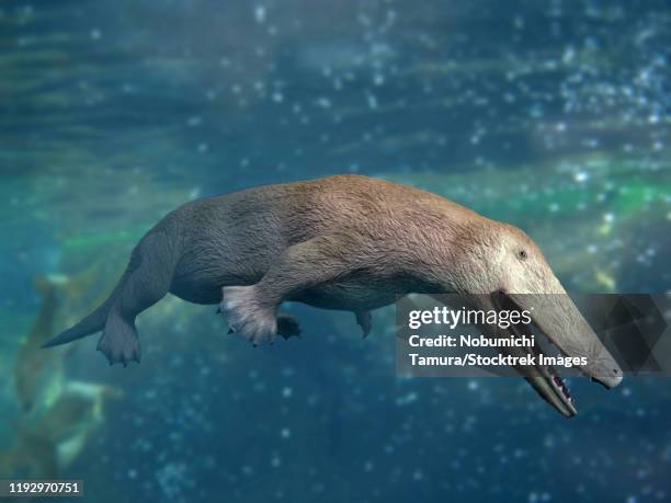 ambulocetus natans swimming underwater. - animals with webbed feet stock illustrations