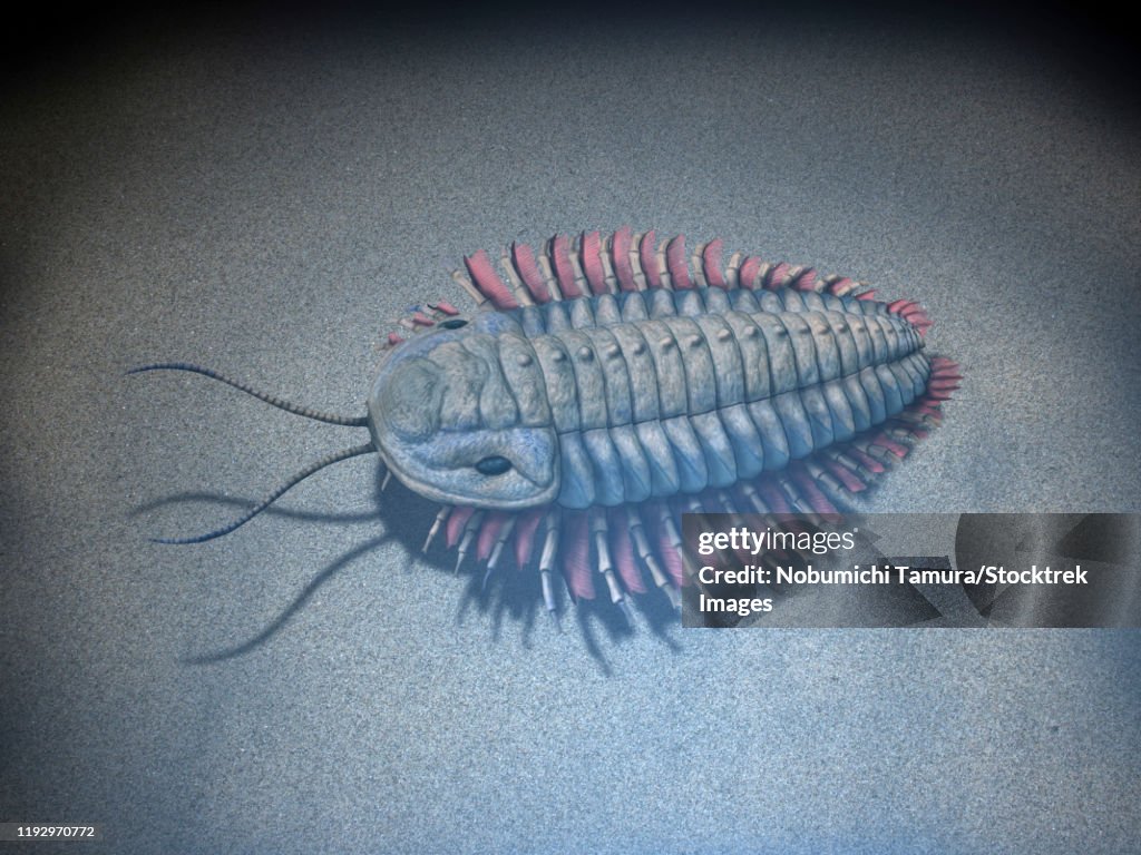 Triarthrus eatoni, Trilobite, Late Ordovician of North America.