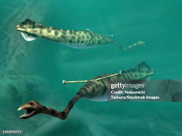 tullimonstrum gregarium, tully monster, carboniferous of illinois. - paleozoic era stock-grafiken, -clipart, -cartoons und -symbole