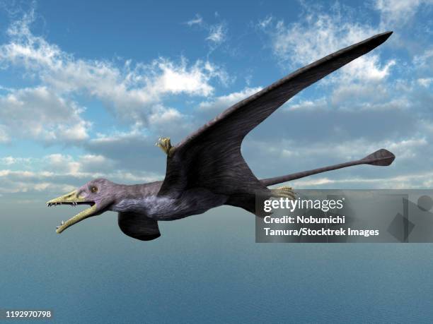 eudimorphodon ranzii flying against the clouds. - spread wings stock illustrations