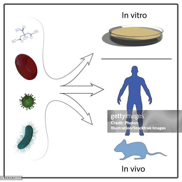 a diagram depicting in vivo and in vitro testing. - in vitro fertilization stock illustrations