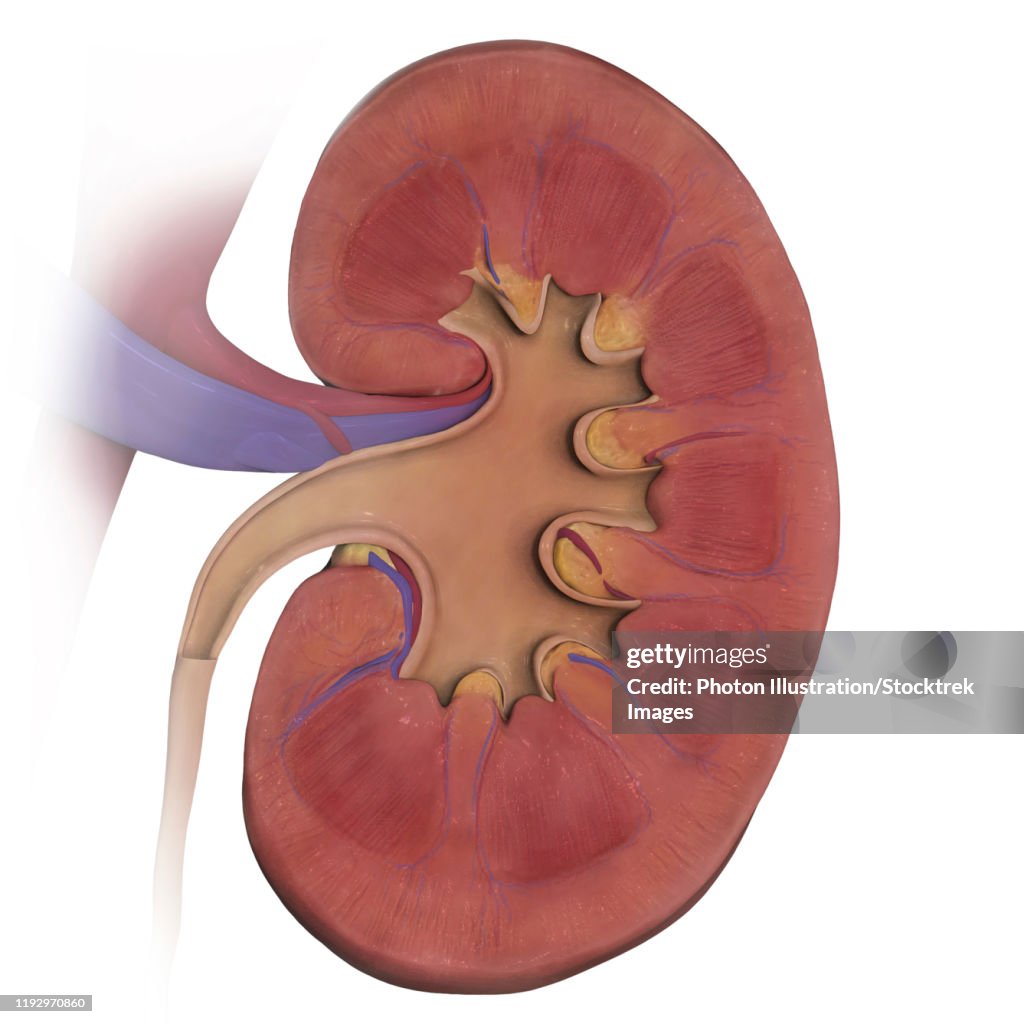 Coronal section of left kidney.
