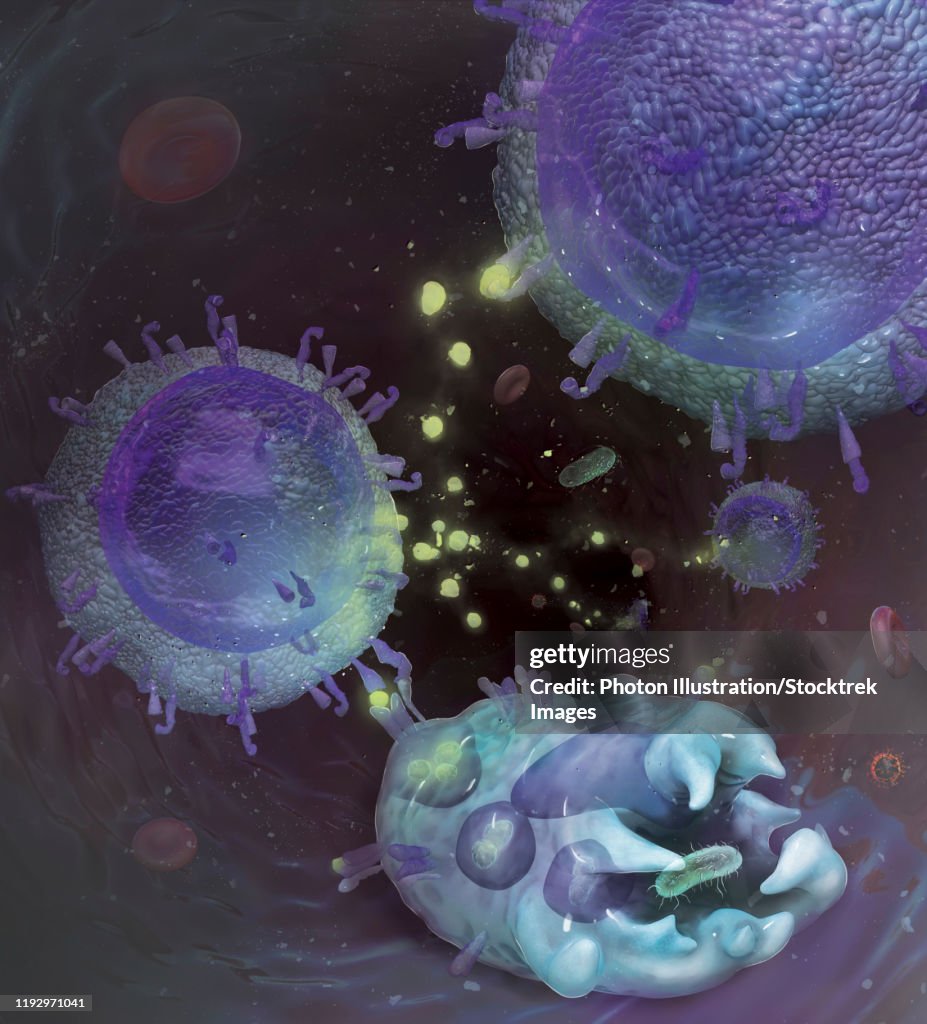 Medical illustration depicting immune system interaction at cellular level.