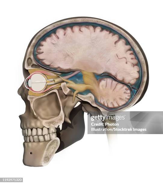 ilustraciones, imágenes clip art, dibujos animados e iconos de stock de medical illustration depicting the anatomy of a sagittal section of the human cranium. - optic nerve