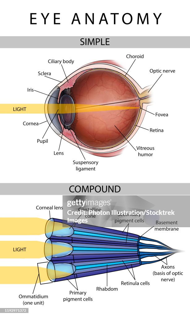 First Complex Eyes Medical Illustration Depicting The Differences Between Simple And ...