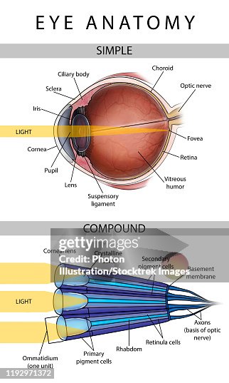 Compound Eyes Example Medical Illustration Depicting The Differences Between Simple And ...