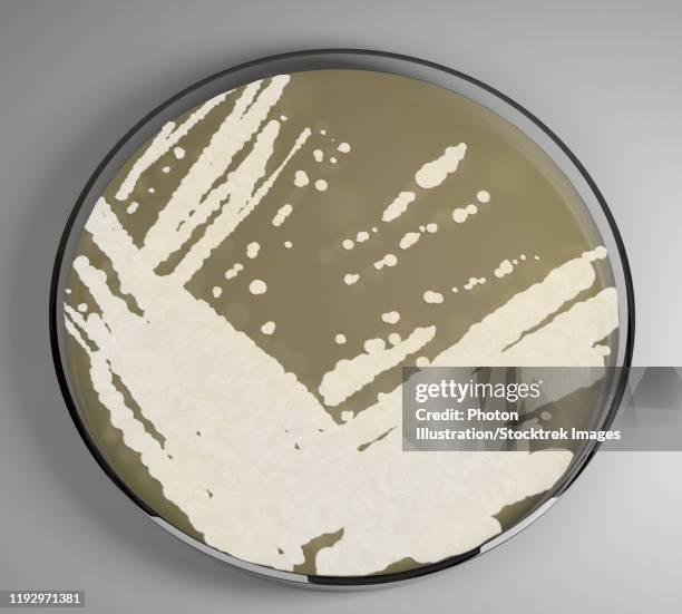 illustrations, cliparts, dessins animés et icônes de 3d model of candida auris growing in a petri dish. - boîte de pétri