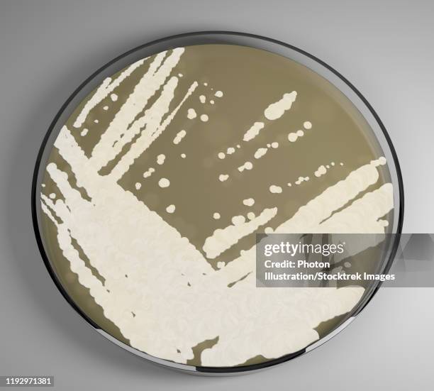 stockillustraties, clipart, cartoons en iconen met 3d model of candida auris growing in a petri dish. - yeast laboratory