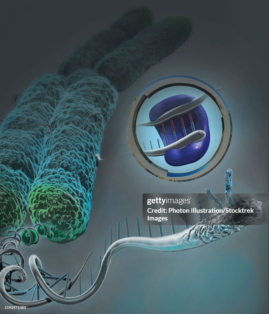 Chromosome unraveled to show DNA and damaged telomere with telomerase enzyme.