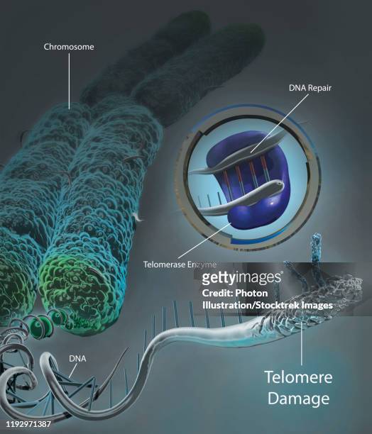 illustrazioni stock, clip art, cartoni animati e icone di tendenza di chromosome unraveled to show dna and damaged telomere with telomerase enzyme. - nucleotide