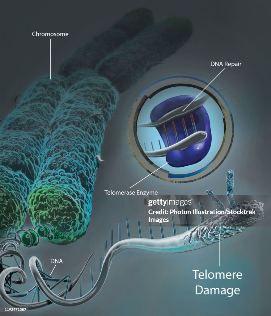 Chromosome unraveled to show DNA and damaged telomere with telomerase enzyme.