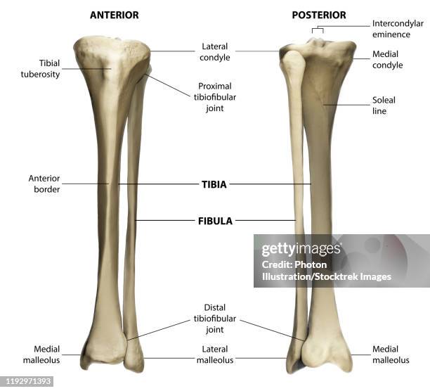 Tibia Pick Tibia Anterior Photos and Premium High Res Pictures - Getty Images