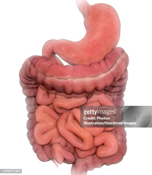 medical illustration of the human digestive system - sigmoid colon stock illustrations