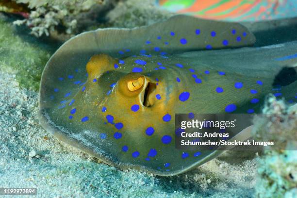 blue-spotted stingray, red sea, egypt. - taeniura lymma stock pictures, royalty-free photos & images