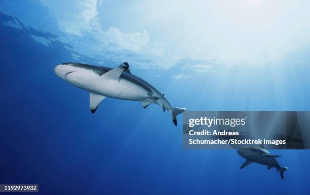 blacktip reef sharks, yap, micronesia. - blacktip reef shark stock-fotos und bilder
