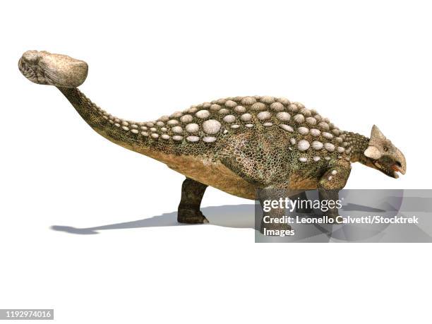 ankylosaurus dinosaur isolated on white background. - ankylosaurus stock illustrations