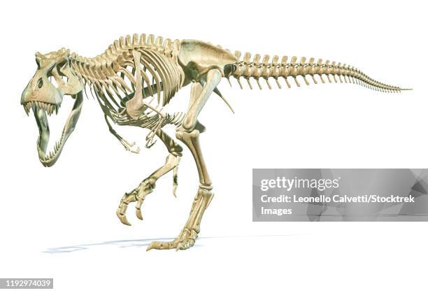 full skeleton 3d rendering of tyrannosaurus rex dinosaur. - bristle animal part stock-grafiken, -clipart, -cartoons und -symbole