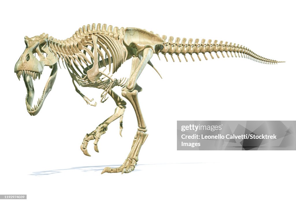 Full skeleton 3D rendering of Tyrannosaurus rex dinosaur.