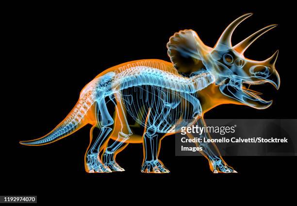 triceratops skeleton with x-ray effect. perspective view on black background. - quadrupedalism stock illustrations