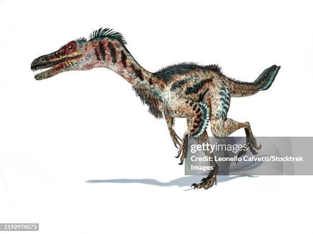 3d rendering of a velociraptor dinosaur with feathers. - dromaeosauridae 幅插畫檔、美工圖案、卡通及圖標