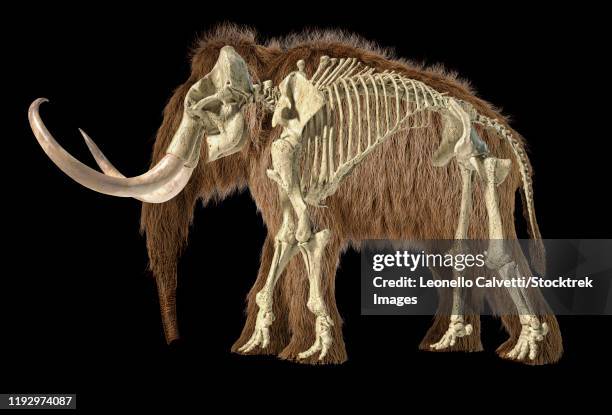 482 Elephant Hair Photos and Premium High Res Pictures - Getty Images 482 Elephant Hair Photos and Premium High Res Pictures - Getty Images
