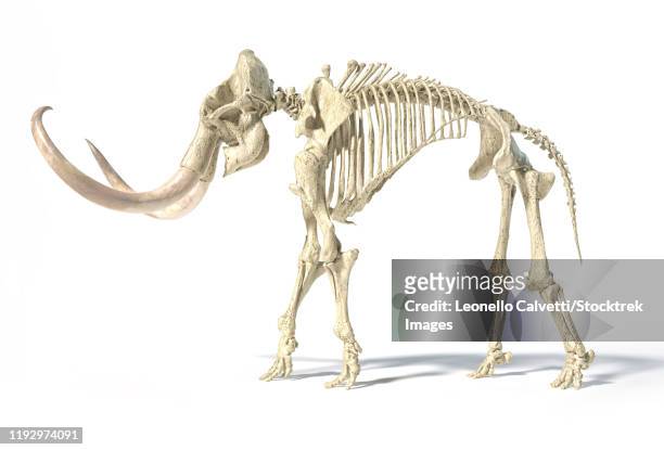 3d illustration of woolly mammoth skeleton, side view on white background. - stoßzahn stock-grafiken, -clipart, -cartoons und -symbole