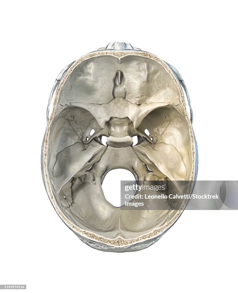 Human skull transversal cross-section, top view on white background.